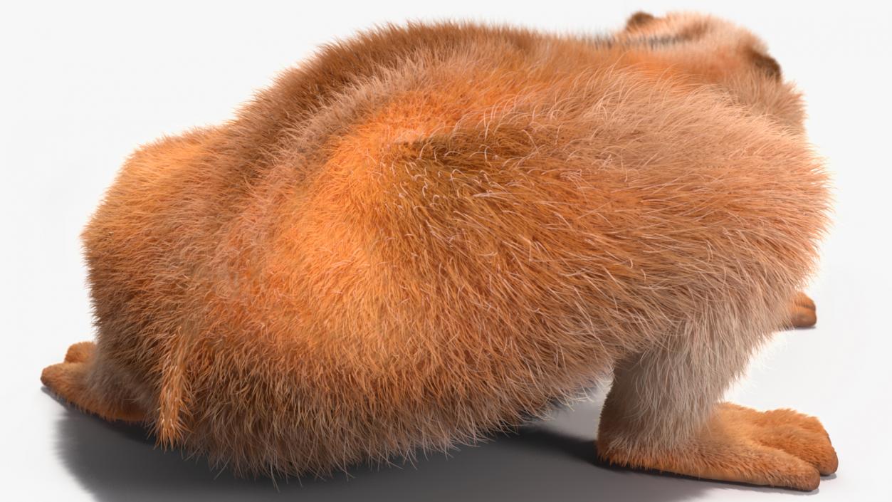 3D model Pygmy Slow Loris Fur