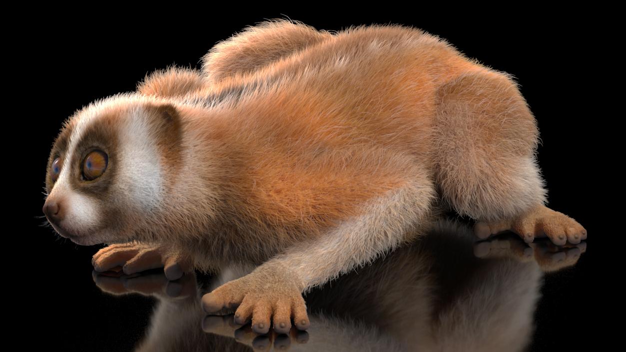 3D model Pygmy Slow Loris Fur