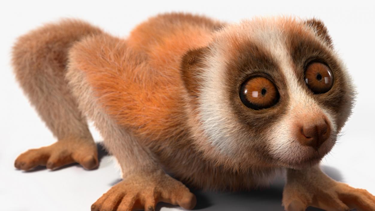 3D model Pygmy Slow Loris Fur