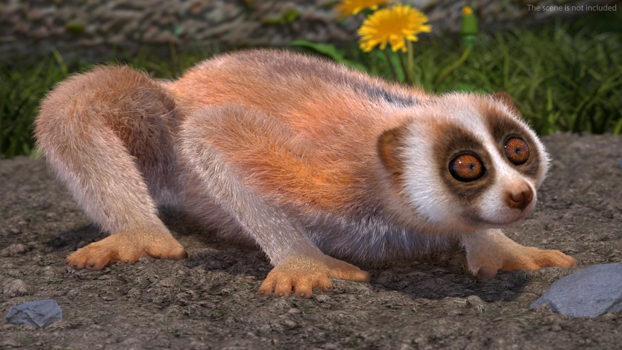 3D model Pygmy Slow Loris Fur