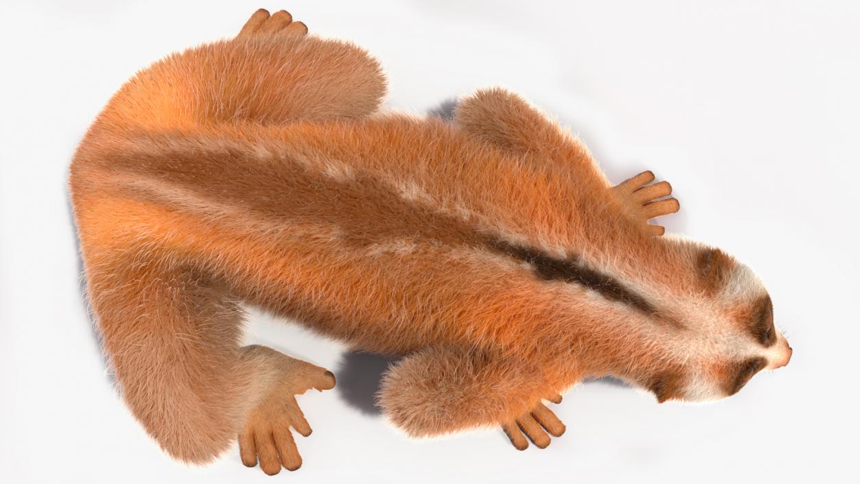 3D model Pygmy Slow Loris Fur