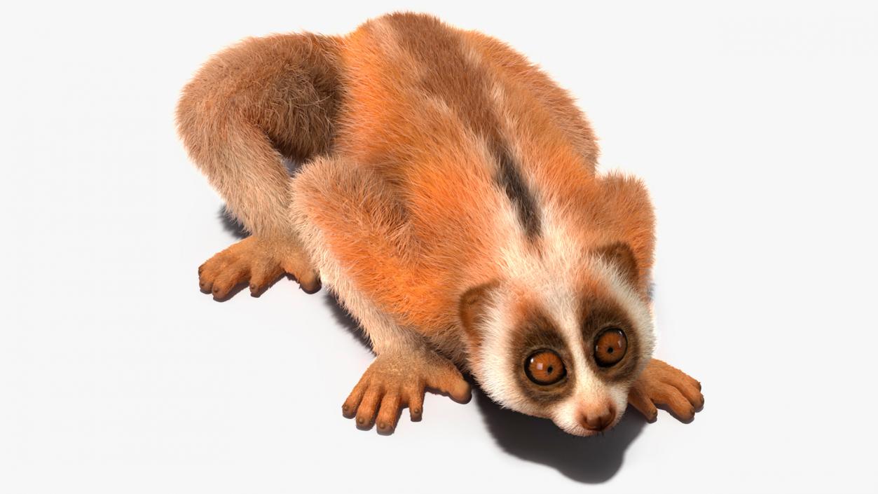 3D model Pygmy Slow Loris Fur