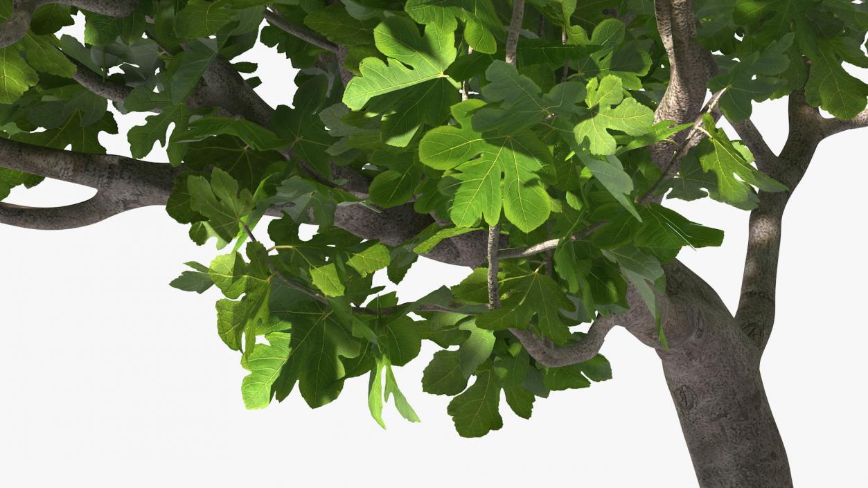 Big Fig Tree 3D