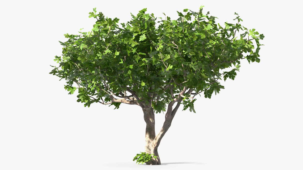 Big Fig Tree 3D