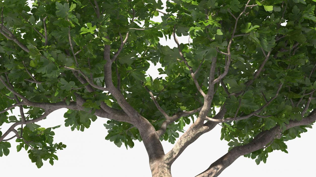 Big Fig Tree 3D