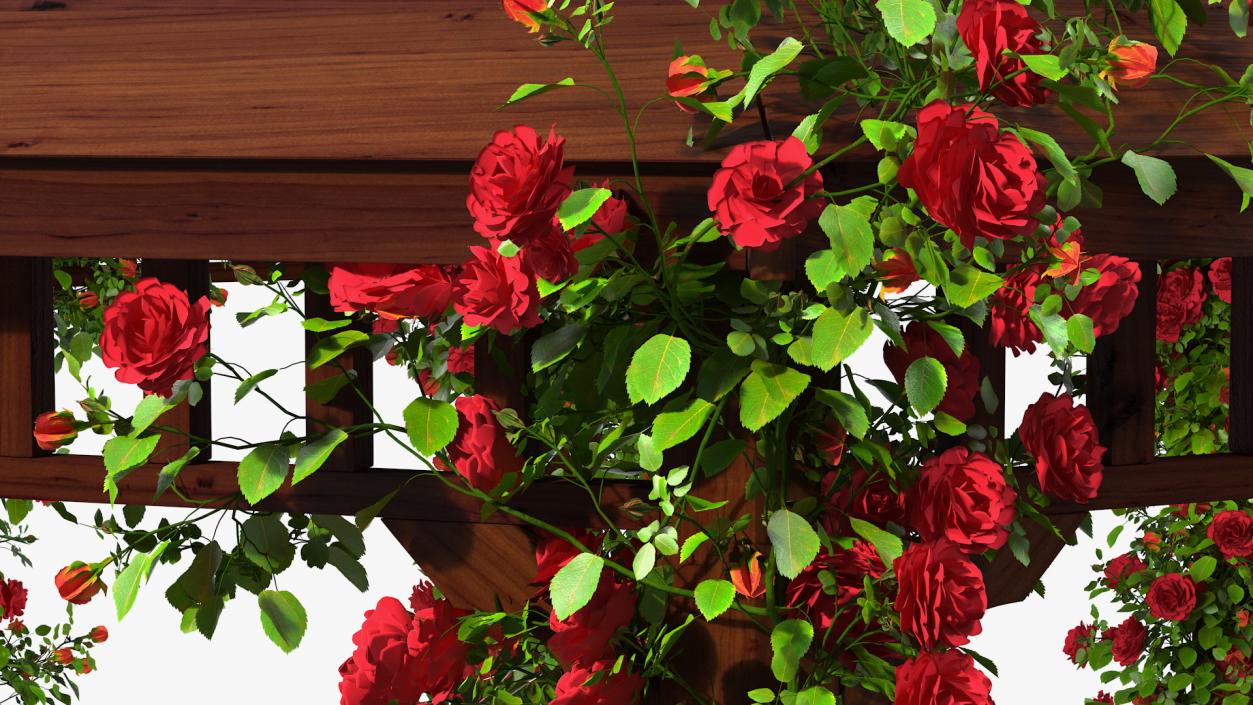 3D Wooden Gazebo Covered with Red Roses