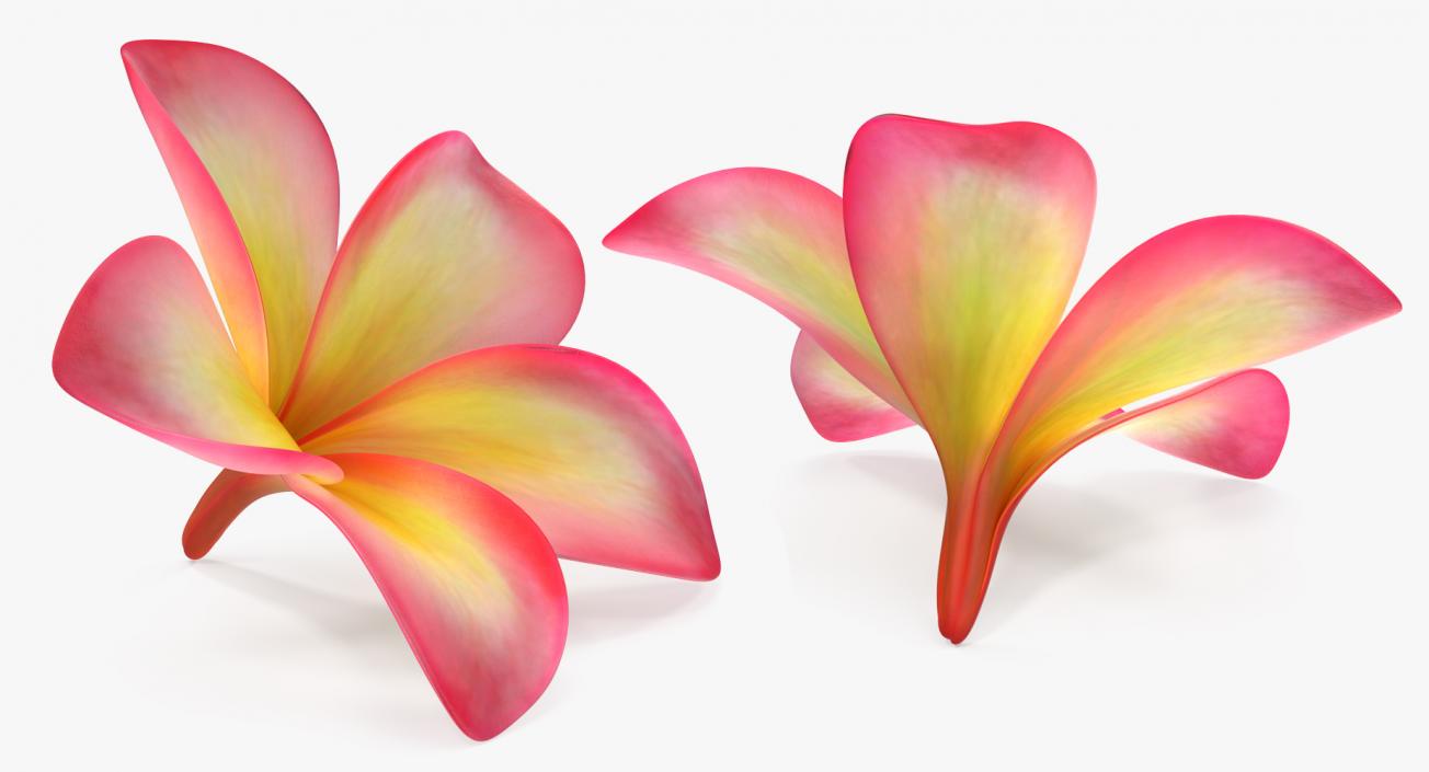 3D Flowers Collection 14