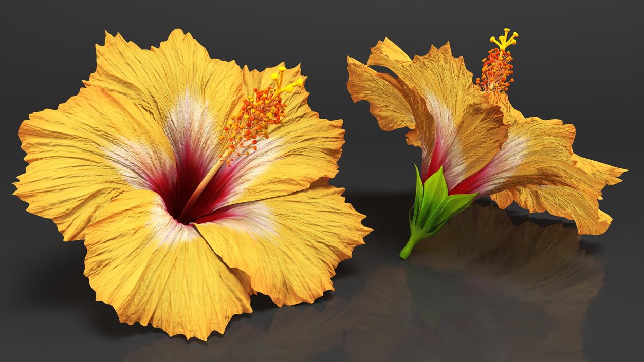 3D Flowers Collection 14