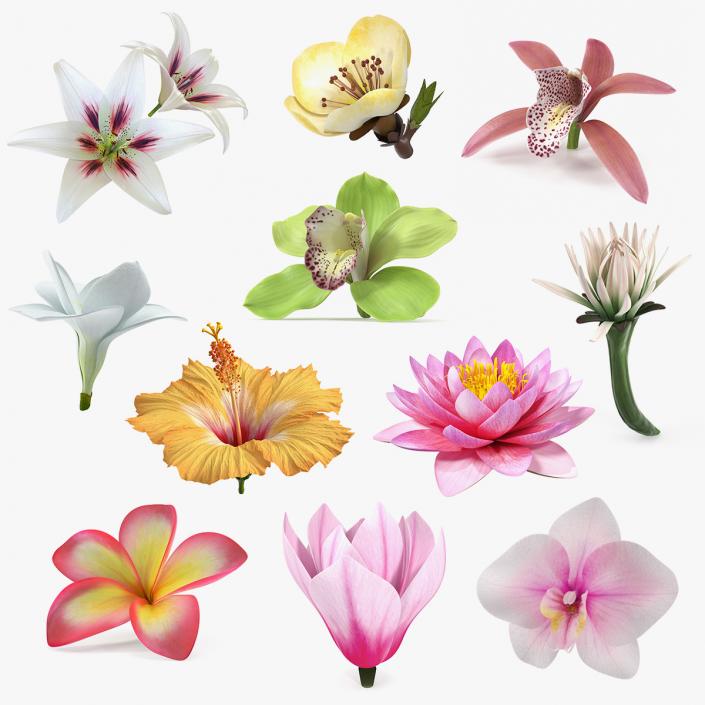 3D Flowers Collection 14