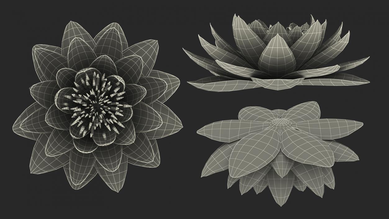 3D Flowers Collection 14