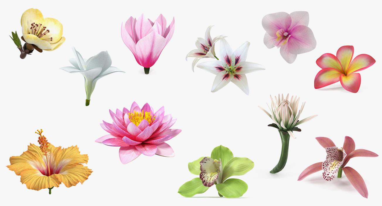 3D Flowers Collection 14