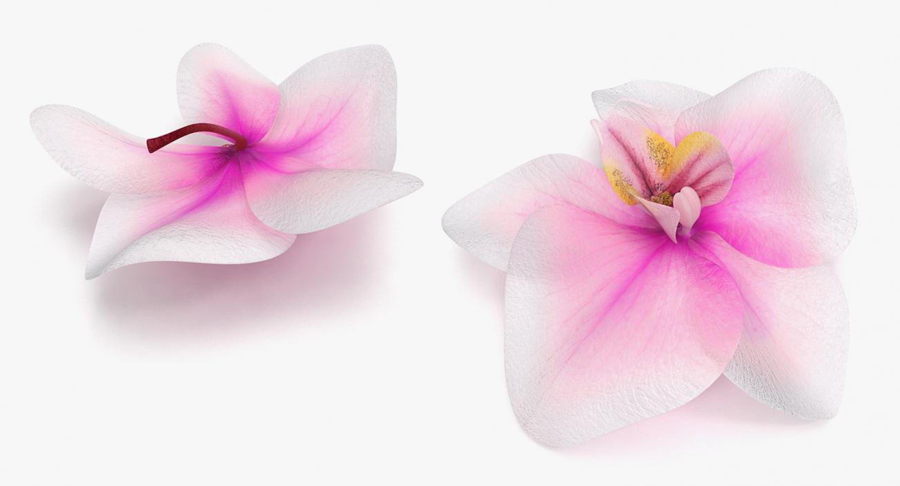 3D Flowers Collection 14