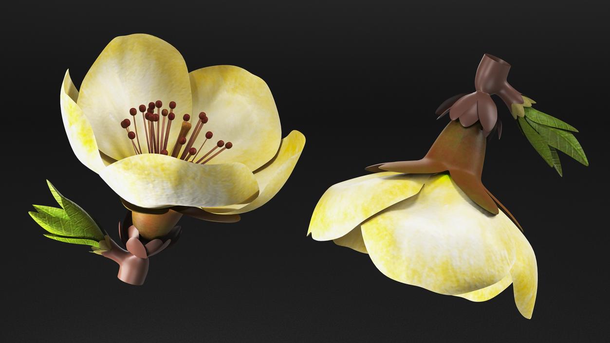 3D Flowers Collection 14