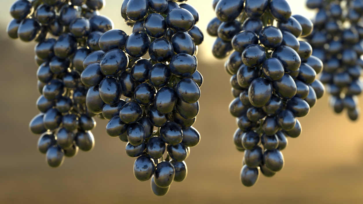 3D Cluster of Black Grapes model