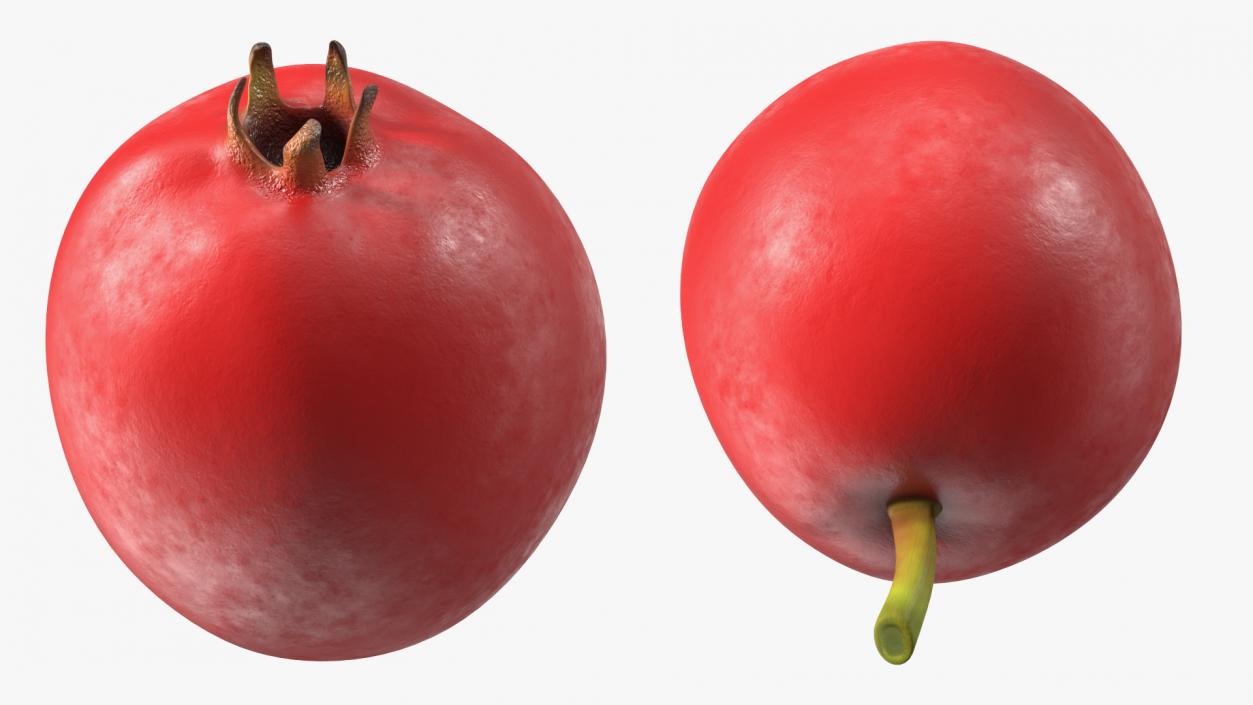 Hawthorn Berry 3D model