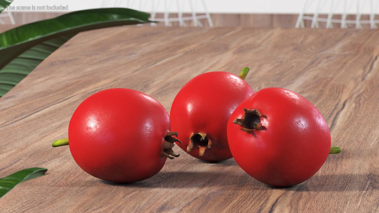 Hawthorn Berry 3D model