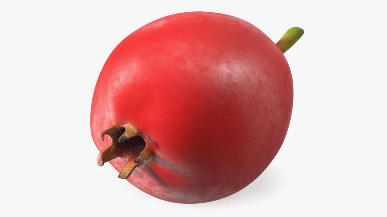 Hawthorn Berry 3D model