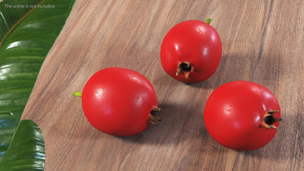 Hawthorn Berry 3D model