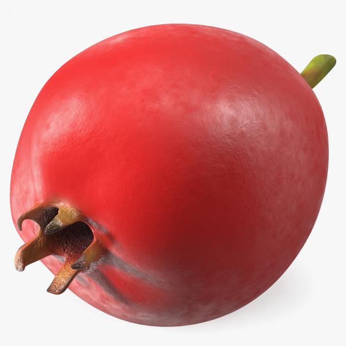 Hawthorn Berry 3D model