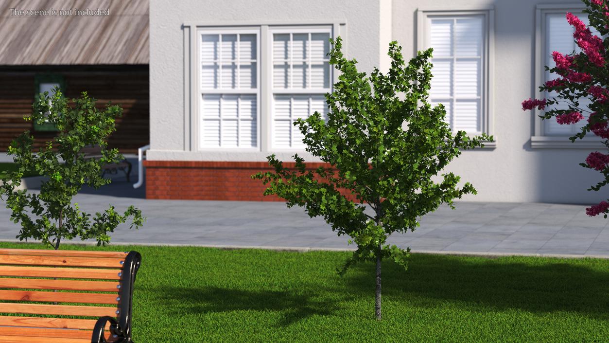 3D model Realistic Young Red Maple Tree