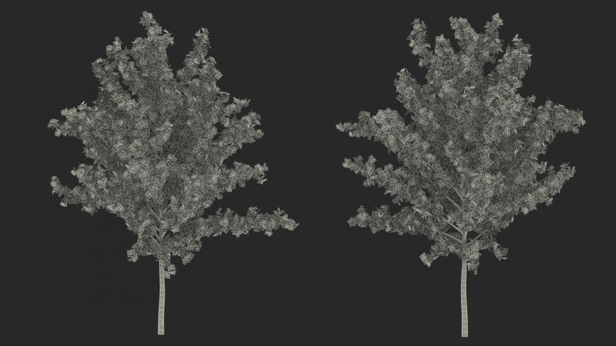 3D model Realistic Young Red Maple Tree