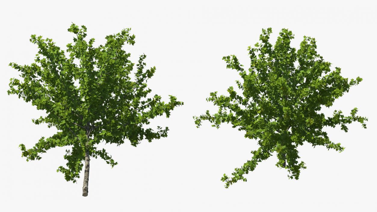 3D model Realistic Young Red Maple Tree