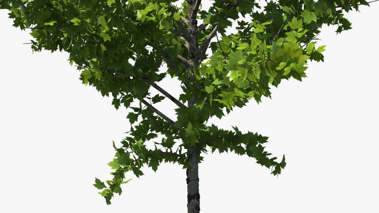 3D model Realistic Young Red Maple Tree