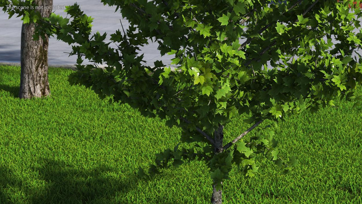 3D model Realistic Young Red Maple Tree