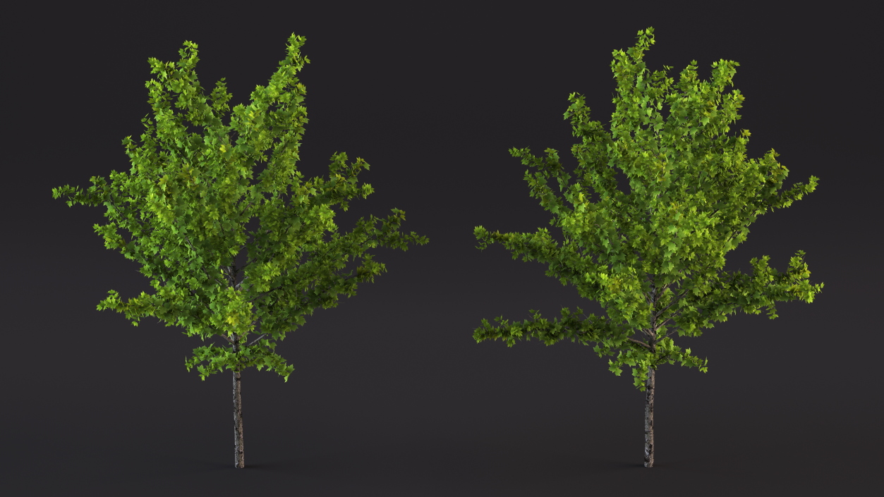 3D model Realistic Young Red Maple Tree