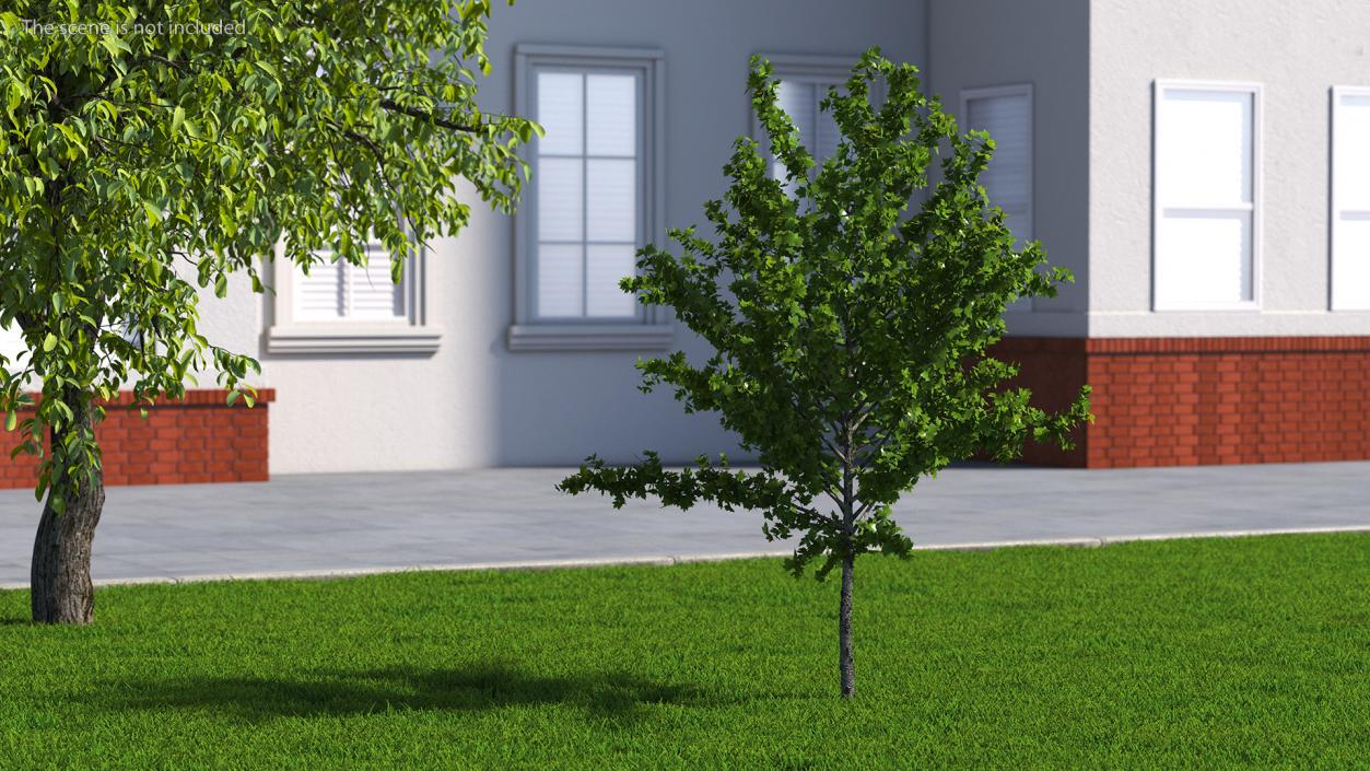 3D model Realistic Young Red Maple Tree