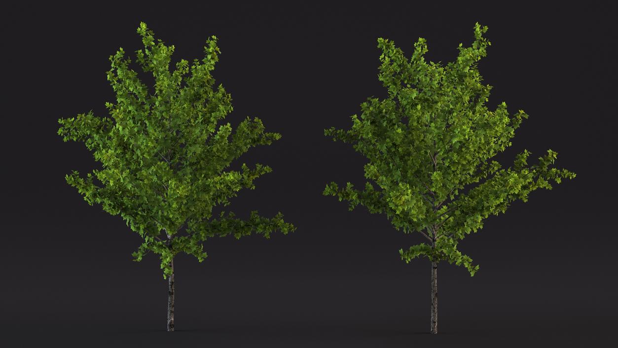 3D model Realistic Young Red Maple Tree