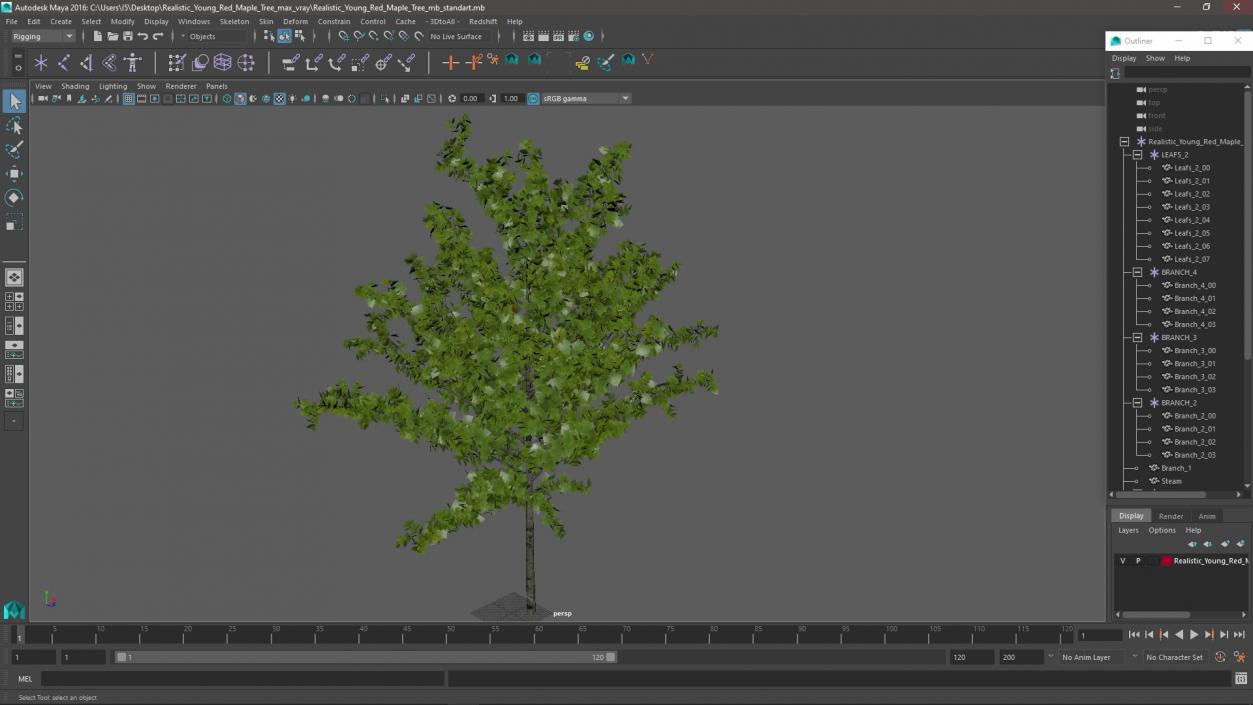 3D model Realistic Young Red Maple Tree