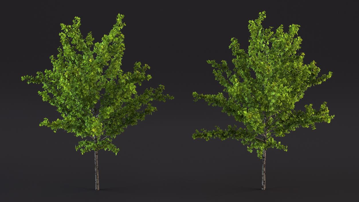 3D model Realistic Young Red Maple Tree