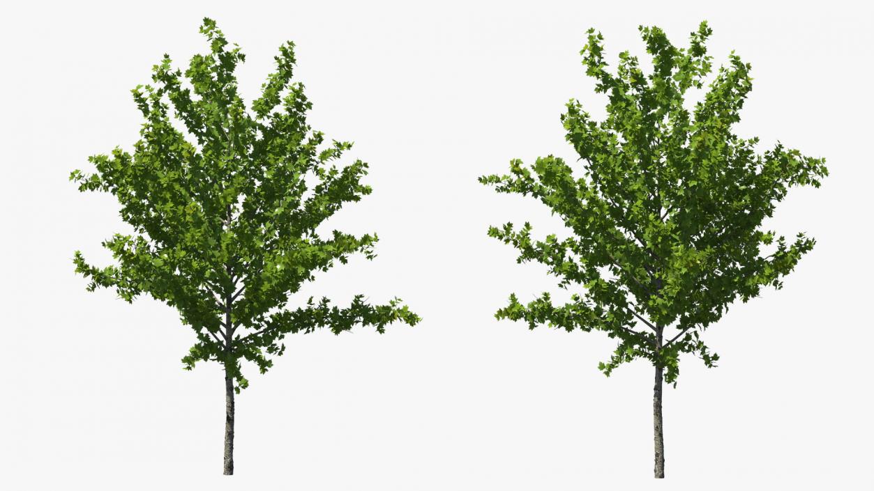 3D model Realistic Young Red Maple Tree