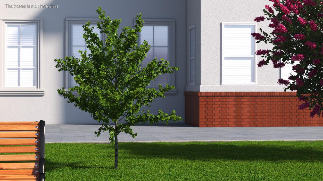 3D model Realistic Young Red Maple Tree