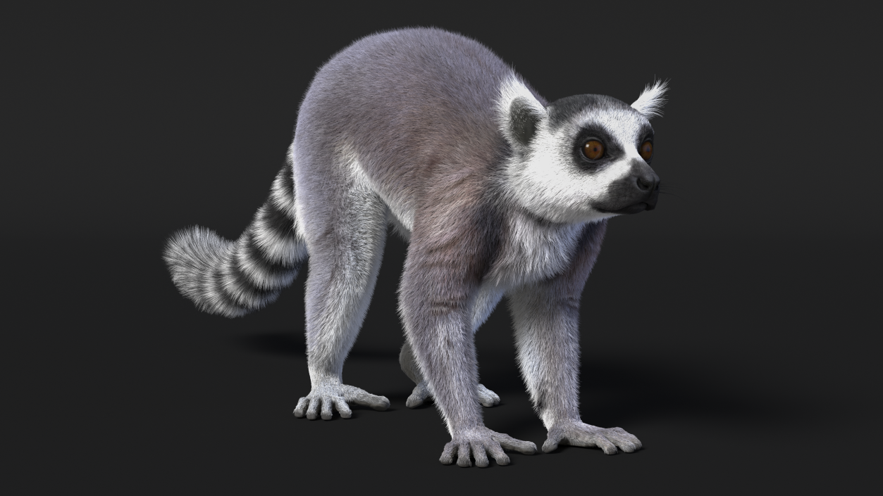 Lemur Fur 3D model