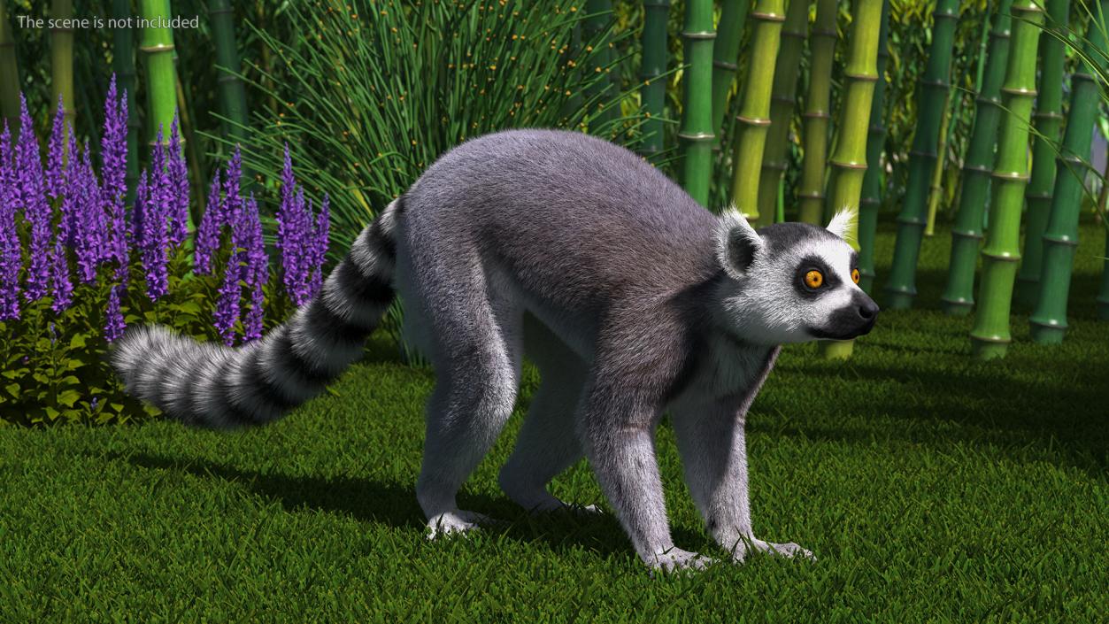 Lemur Fur 3D model