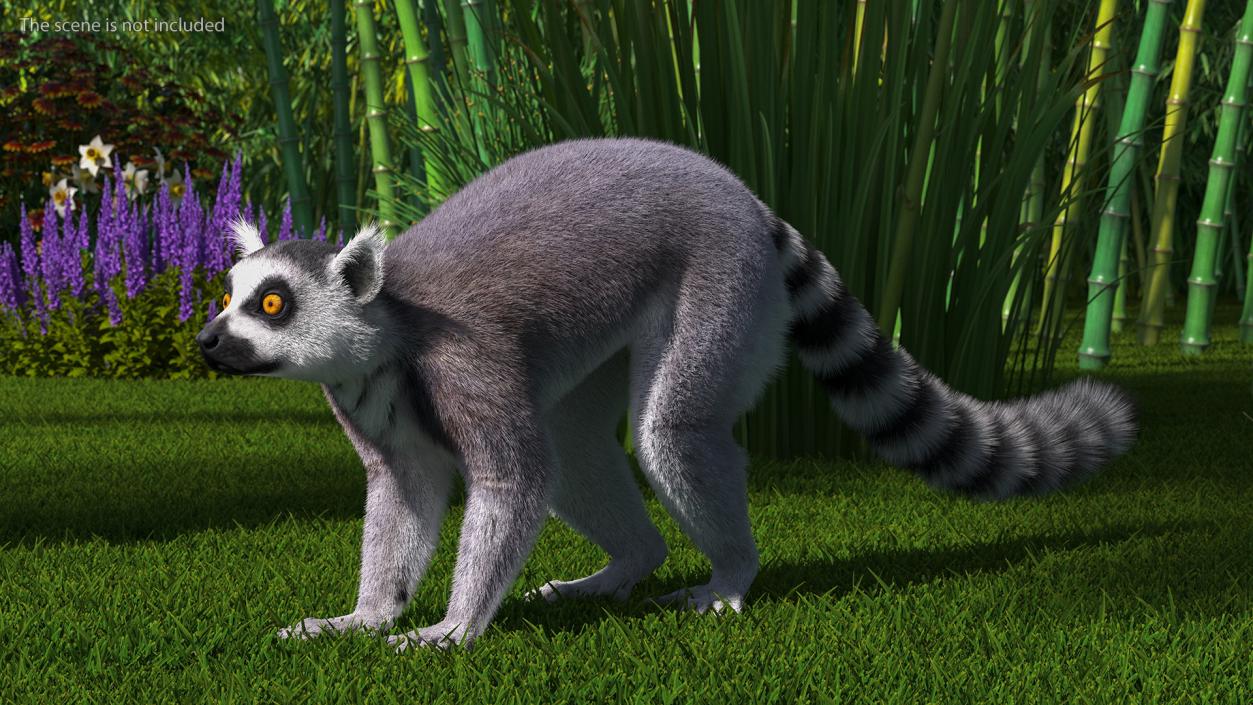 Lemur Fur 3D model