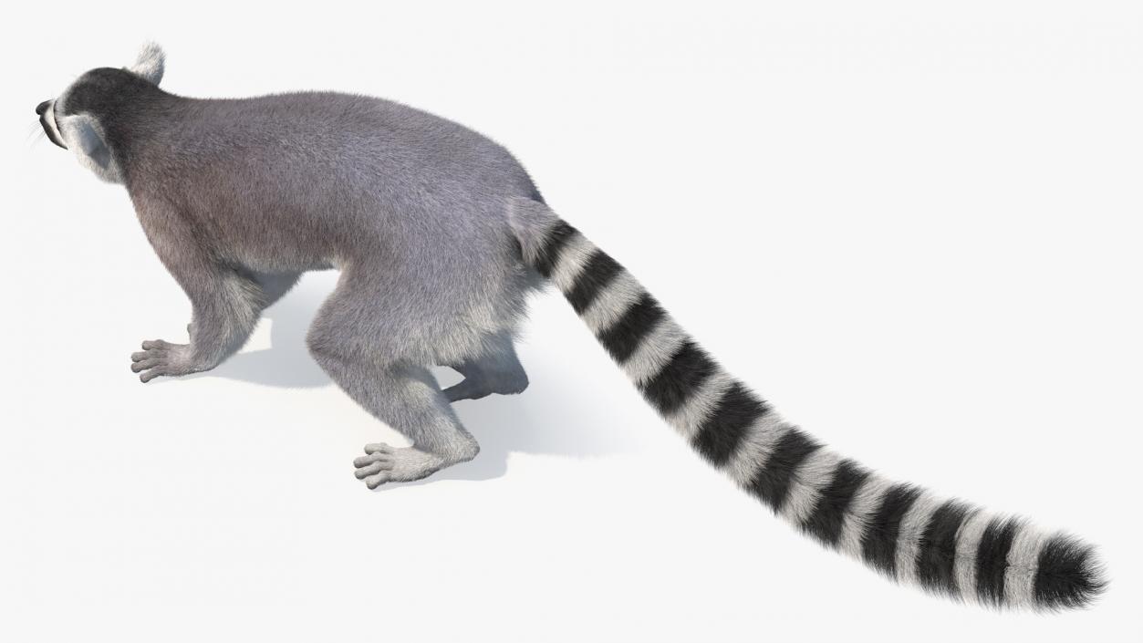 Lemur Fur 3D model