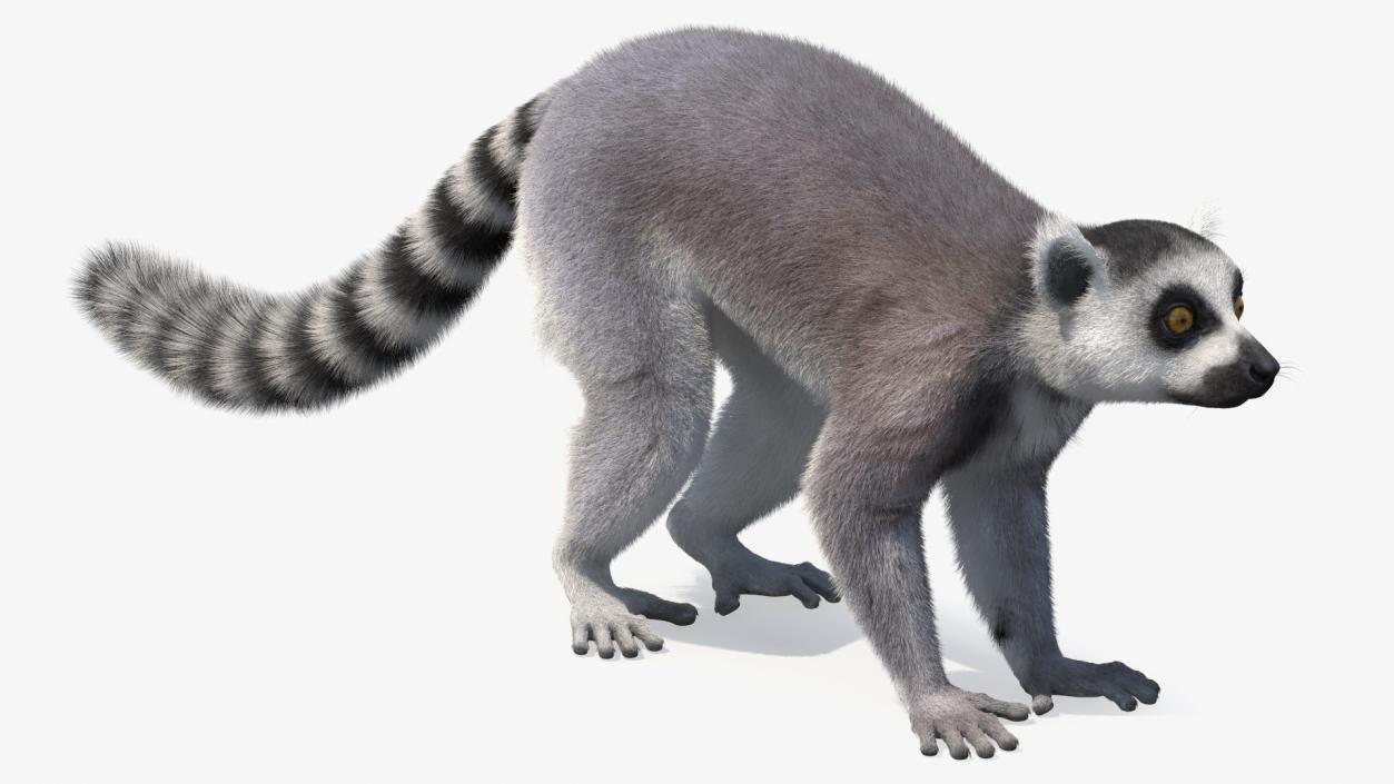 Lemur Fur 3D model