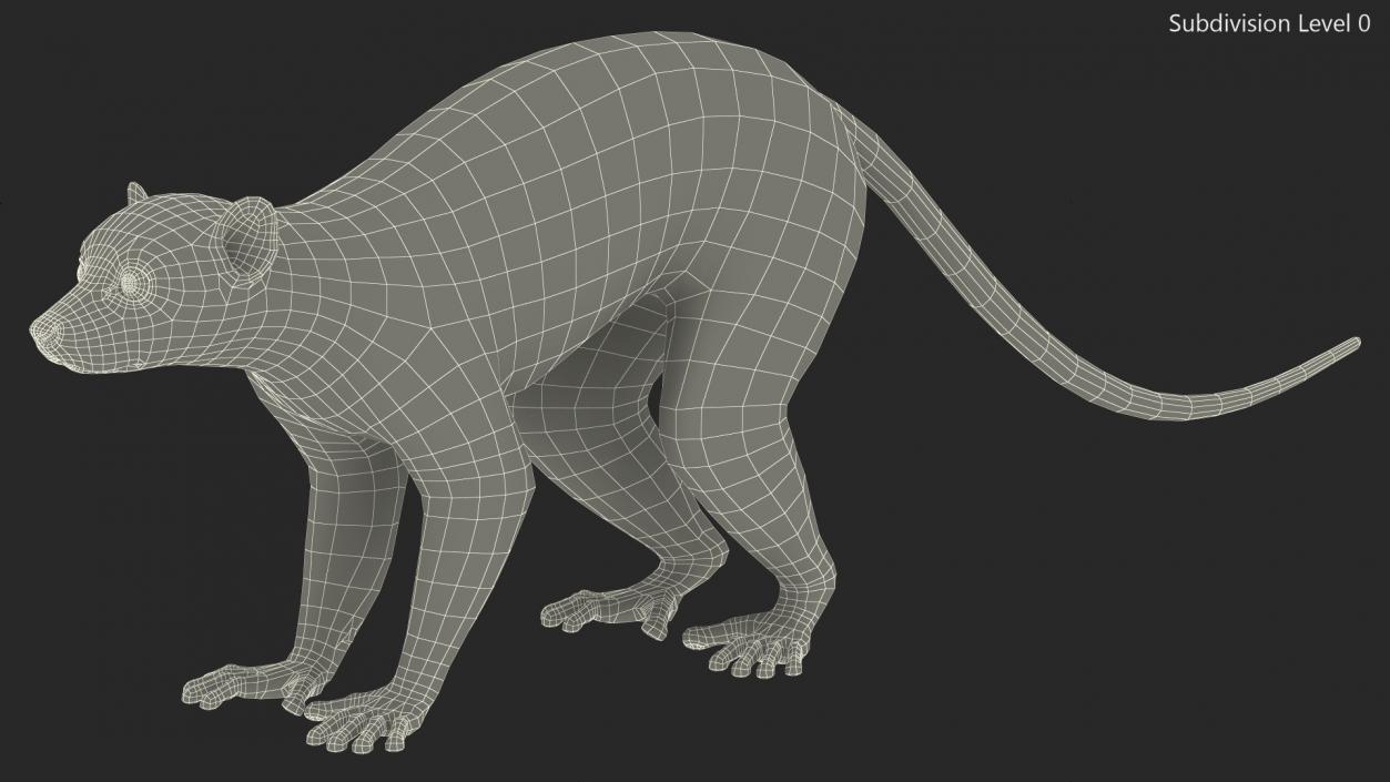 Lemur Fur 3D model