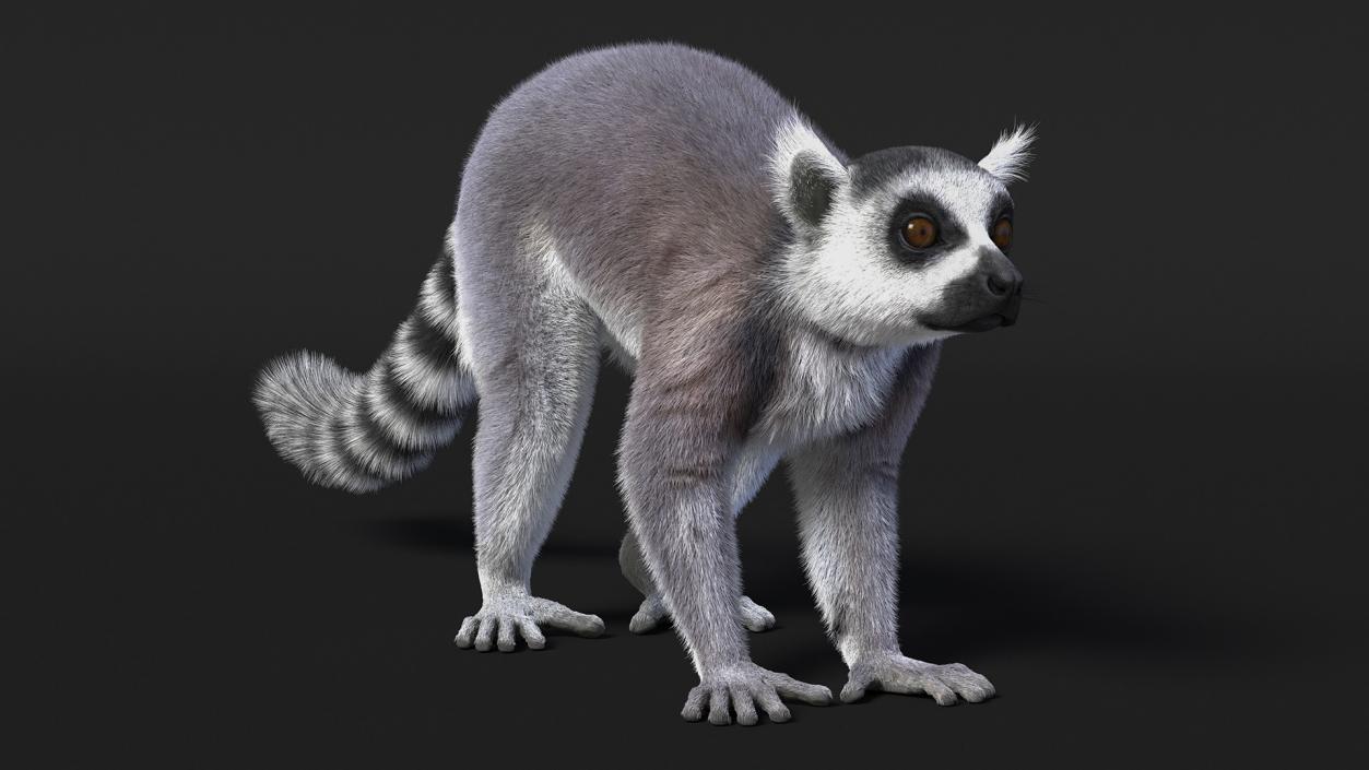 Lemur Fur 3D model