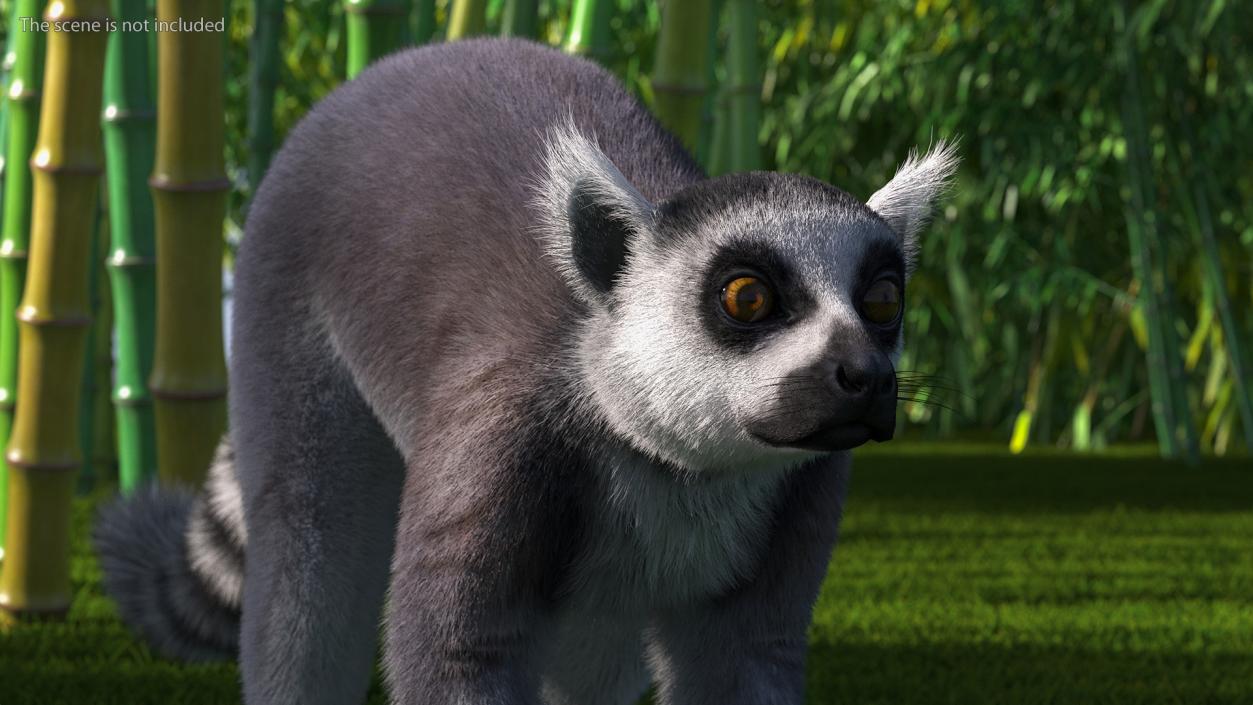 Lemur Fur 3D model