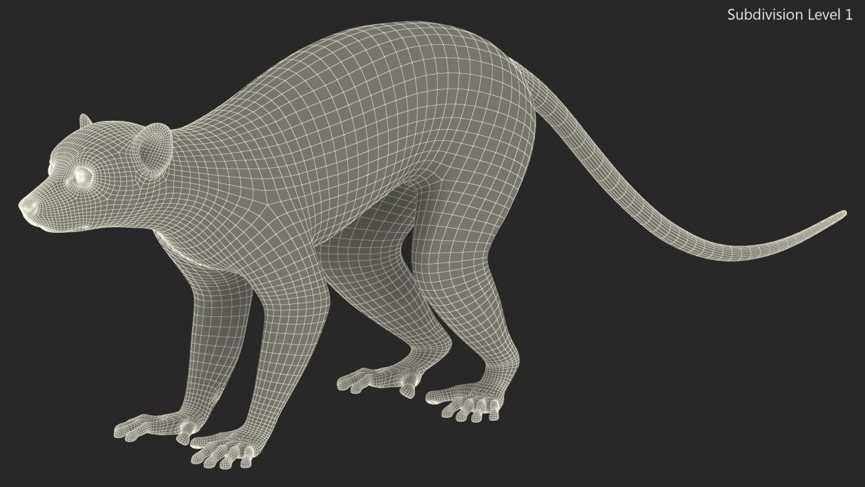 Lemur Fur 3D model