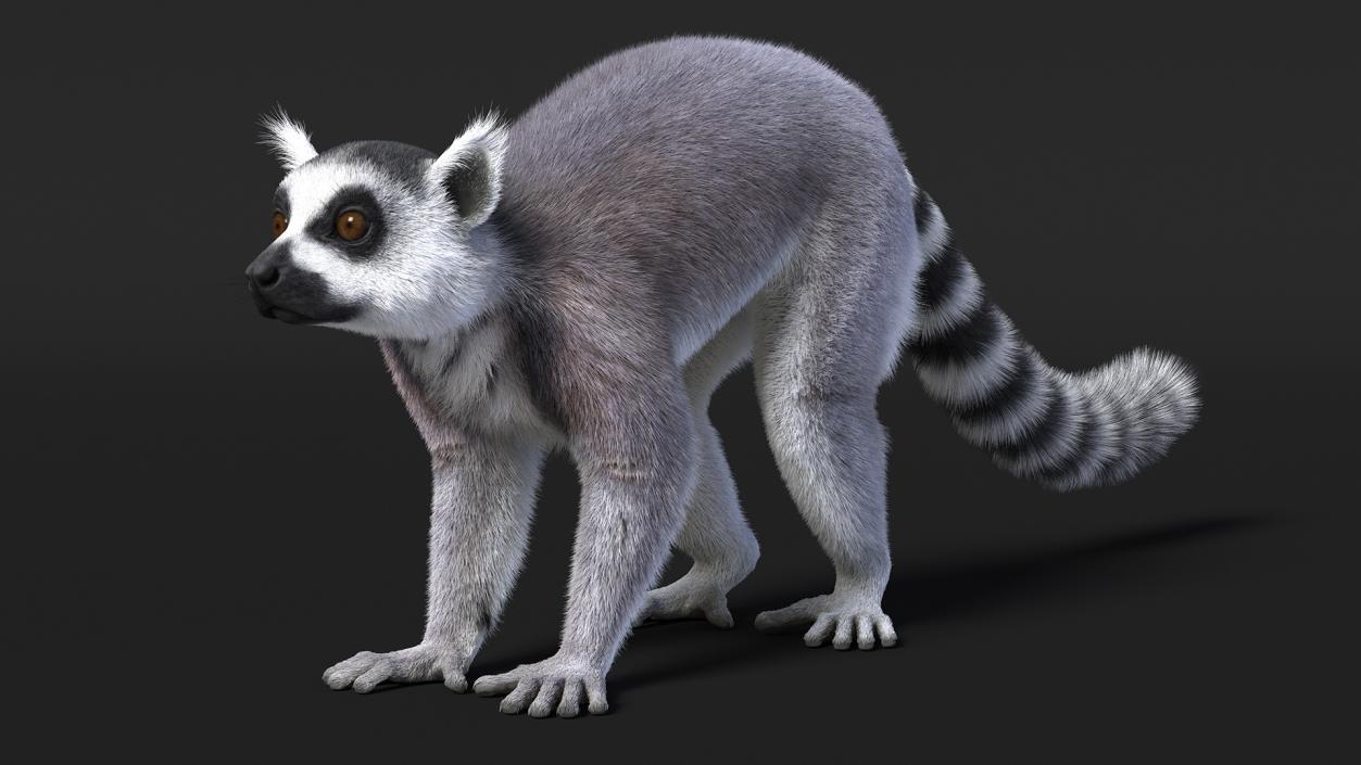 Lemur Fur 3D model