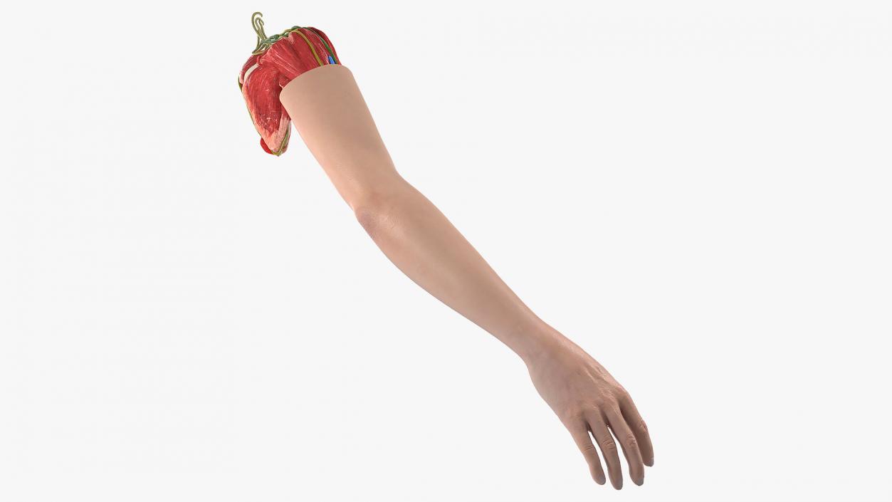 3D Arm Skin and Anatomy Asian Female model