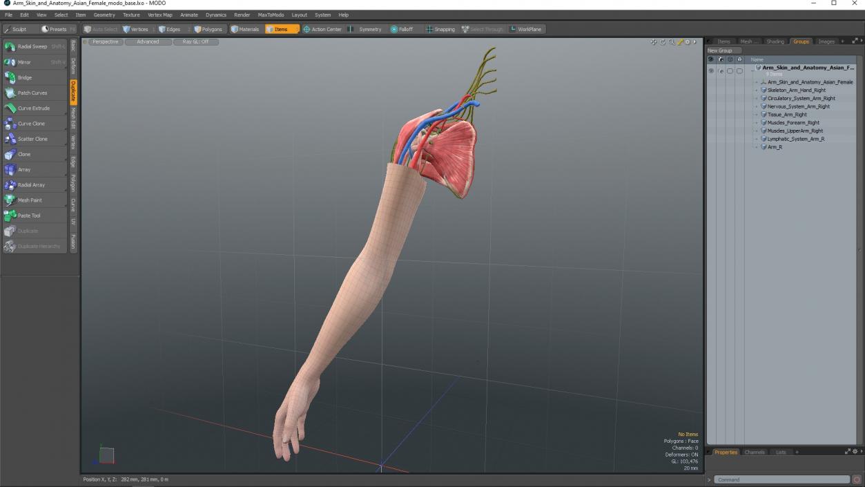 3D Arm Skin and Anatomy Asian Female model