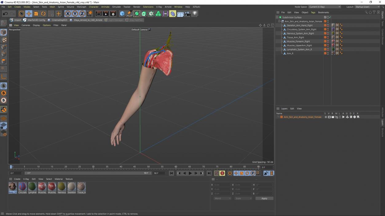 3D Arm Skin and Anatomy Asian Female model