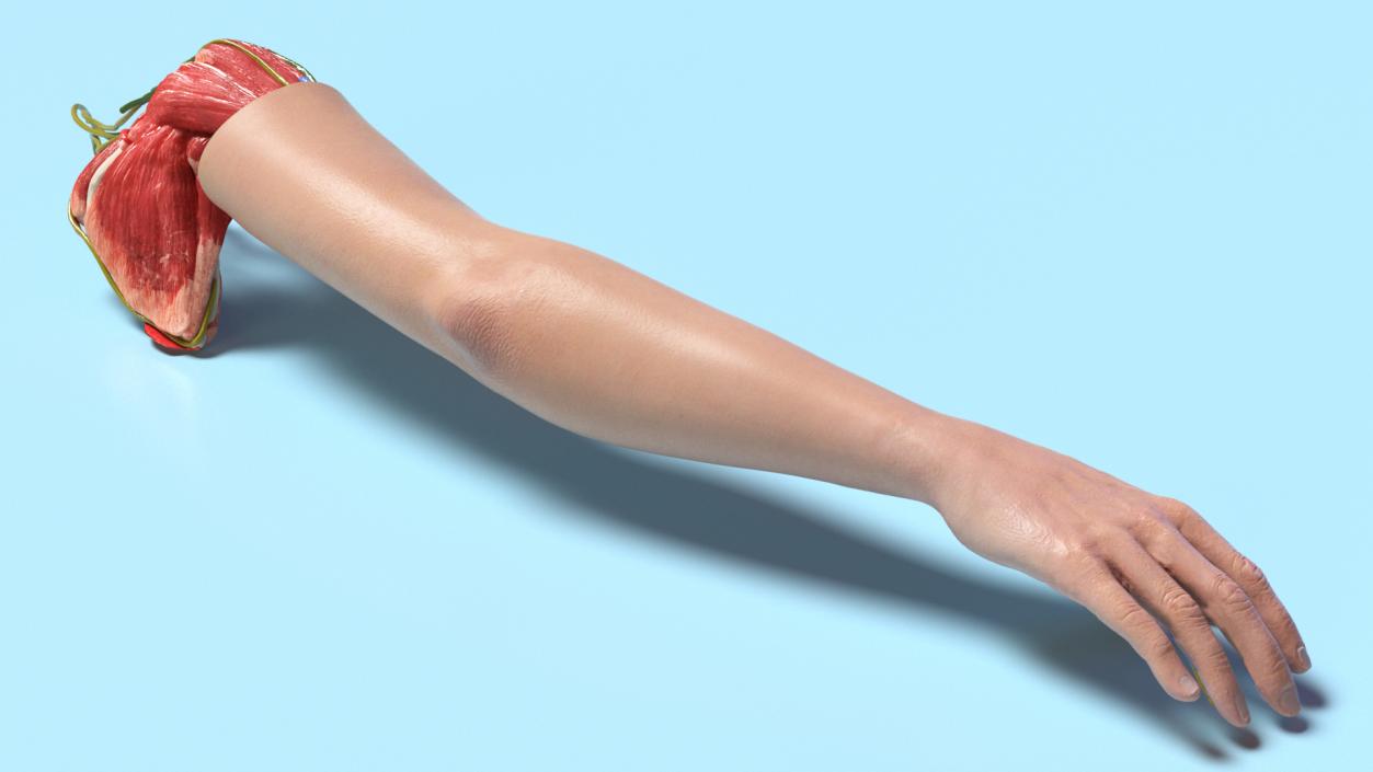 3D Arm Skin and Anatomy Asian Female model