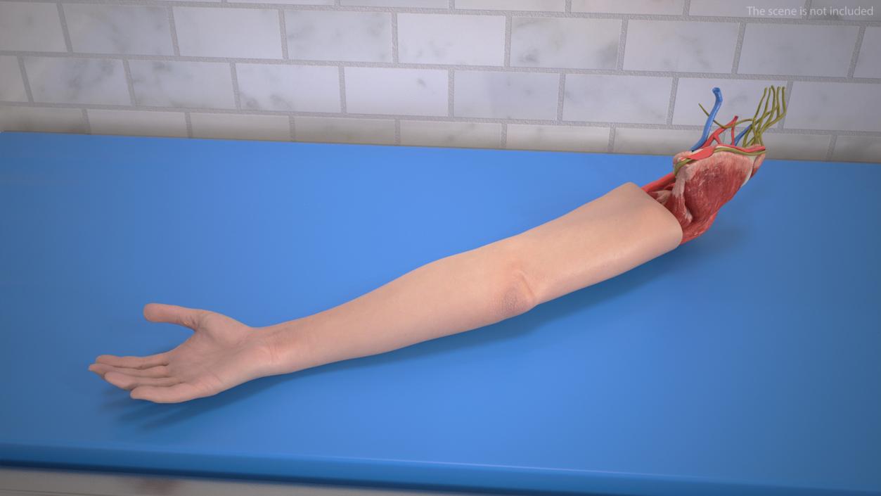 3D Arm Skin and Anatomy Asian Female model